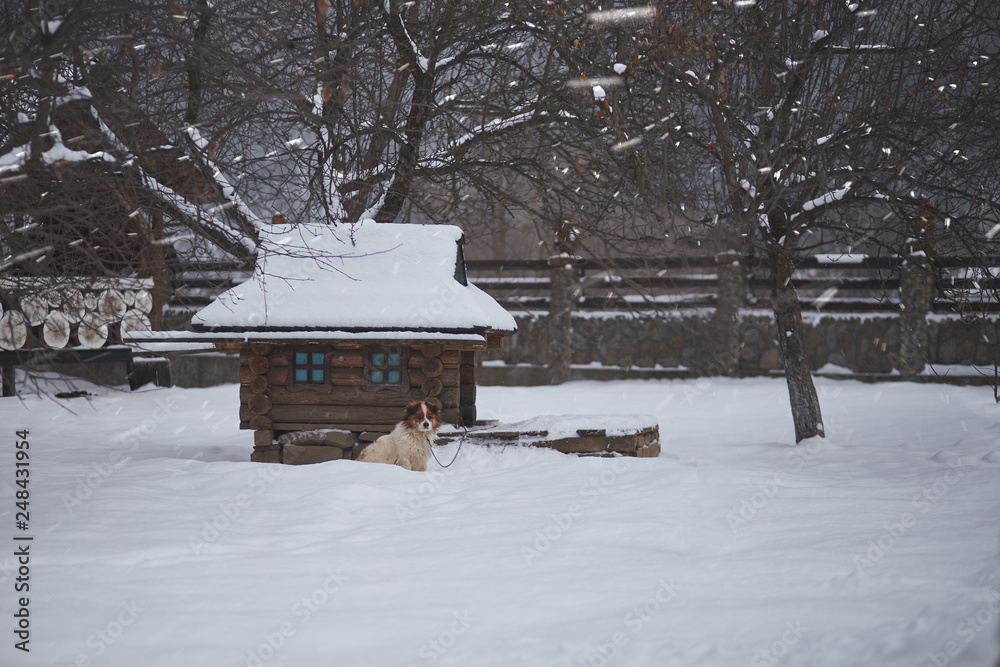 dog sitting in snow wooden dog house in the snow