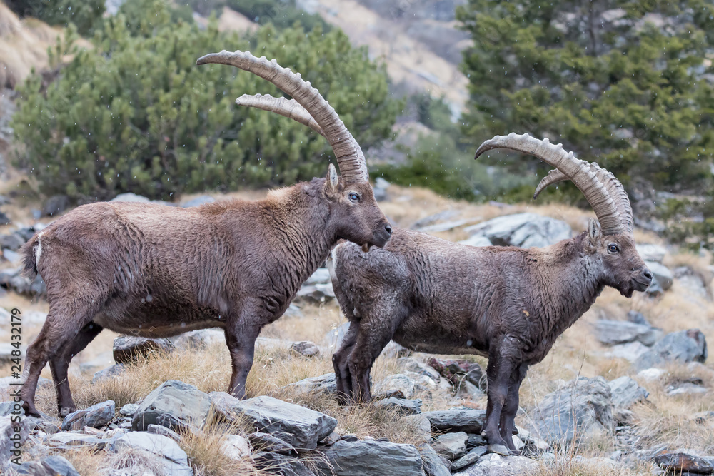 Coppia di stambecchi nelle Alpi (Capra ibex)