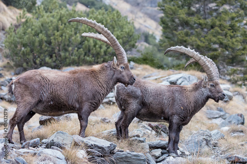 Coppia di stambecchi nelle Alpi  Capra ibex 