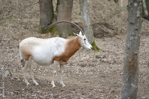 Scimitar oryx (Oryx dammah), also known as the Sahara oryx or scimitar-horned oryx photo