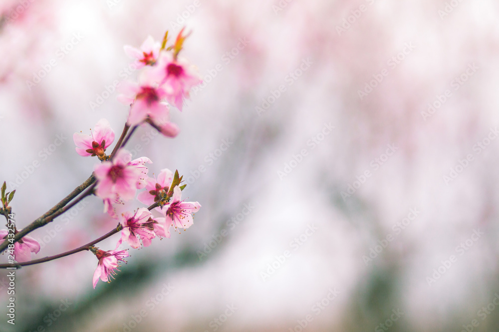 Delicate pink peach flowers close-up
