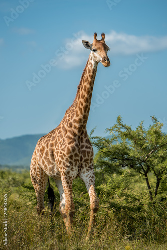 A giraffe walks toward the camera in Umkhuze Game Reserve  Isimangaliso Wetland Park  South Africa
