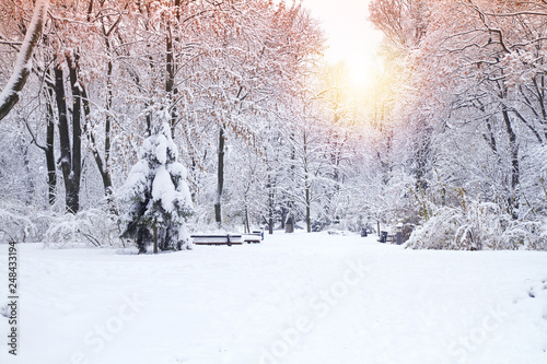 Beautiful winter park, trees covered with snow. Winter landscape
