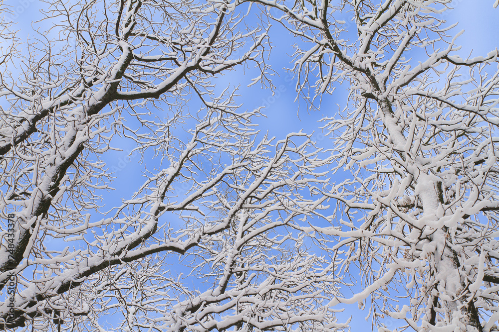 Winter background of snowy tree branches against blue sky. Trees covered with snow Winter background of snowy tree branches against blue sky. Trees covered with snow
