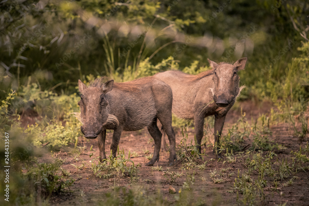 Two young warthogs stand in a clearing in Umkhuze Game Reserve, Isimangaliso Wetland Park, South Africa Two young warthogs stand in a clearing in Umkhuze Game Reserve, Isimangaliso Wetland Park, South Africa