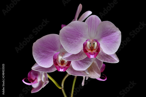  orchid on black background