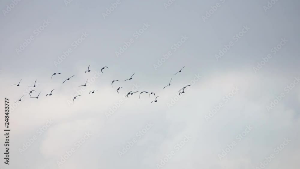 Flock of Asian Openbill Stork (Anastomus oscitans) Birds Flying in the Sky Flock of Asian Openbill Stork (Anastomus oscitans) Birds Flying in the Sky