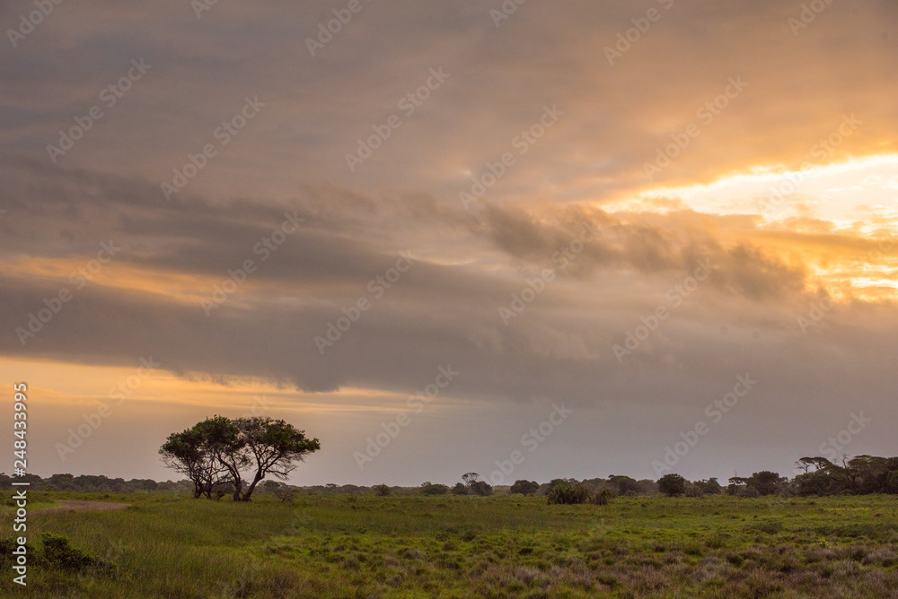 Sun setting over a lone tree in the Western Shores park of lake St Lucia in Isimangaliso Wetland Park, South Africa