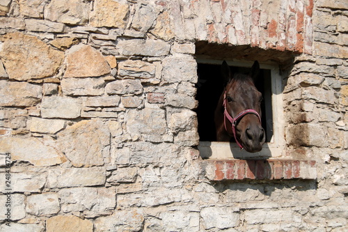 Koń wyglądający przez okienko.