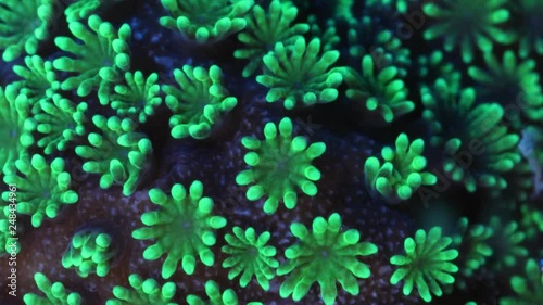 Montipora Coral Polyp Opening Macro Timelapse HD photo