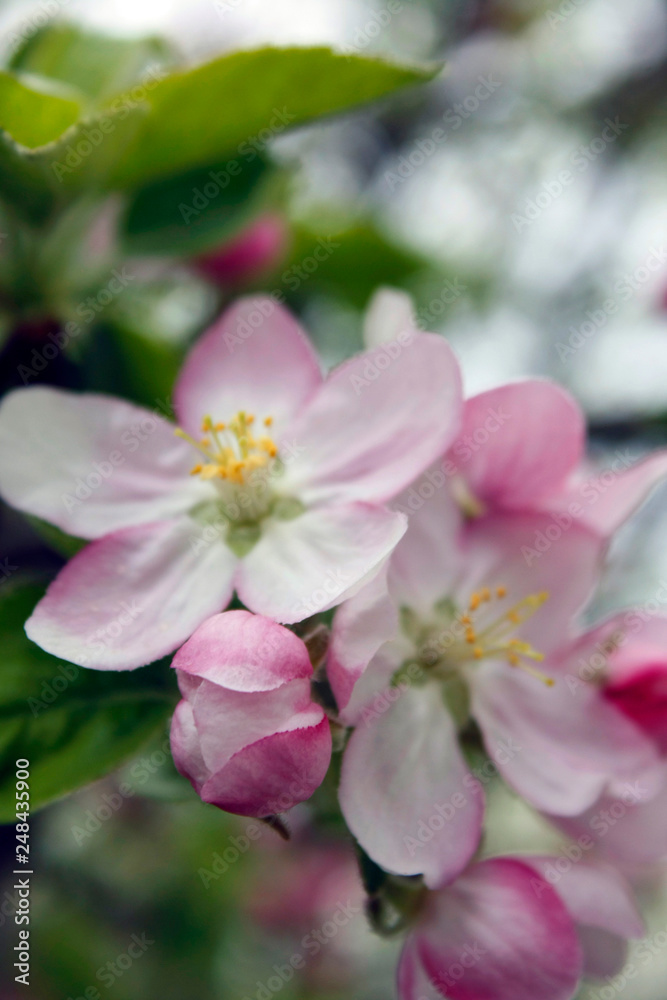 Blooming apple tree in spring with soft focus arden background. Blooming apple tree in spring with soft focus arden background.