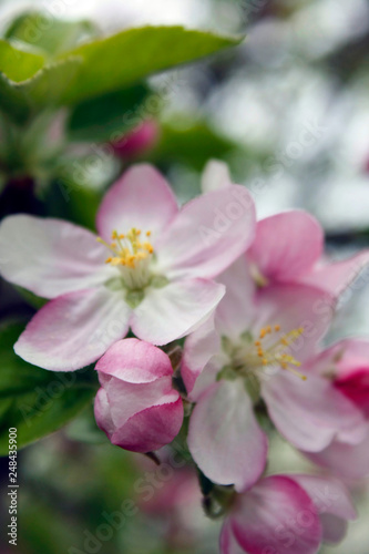 Blooming apple tree in spring with soft focus arden background.