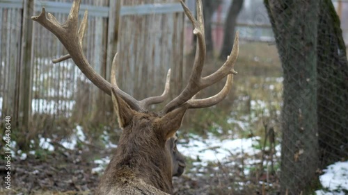 Large antler on a background of snow-covered forest, winter, close-up, 4K, outdoor photo