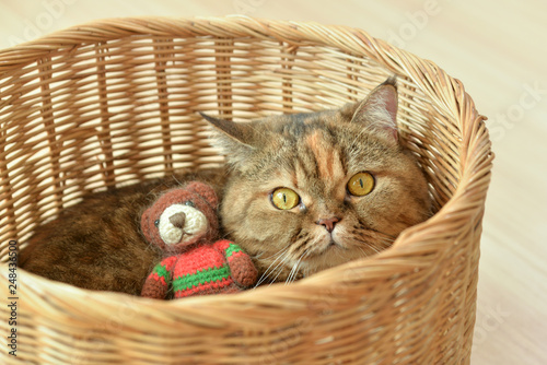 Brown Scottish Fold cat with teddy bear