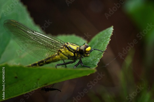 dragonfly on leaf © Кристина Дидык