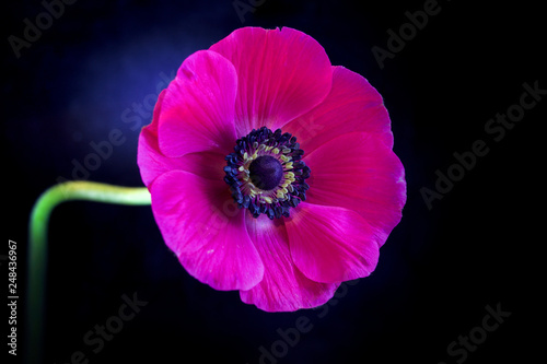 purple anemone flower isolated on black background