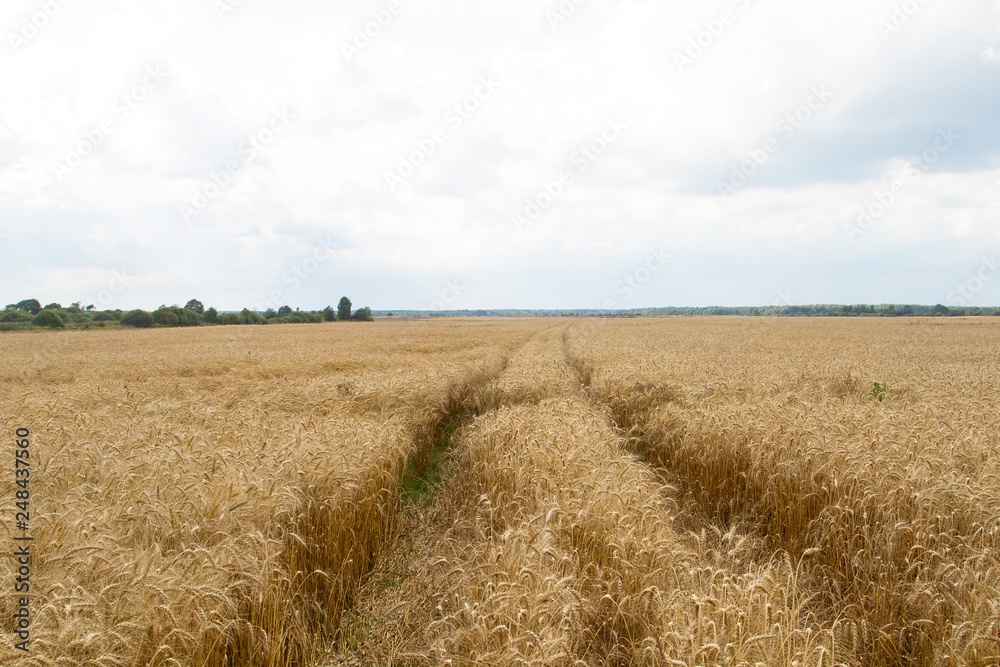 Field of rye
