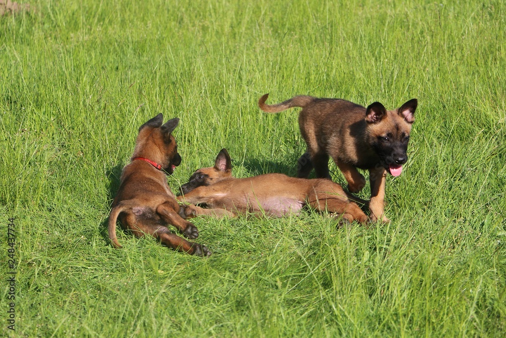 small malinois puppies have fun in the garden