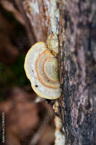 Shelf fungus on birch