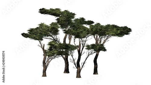 several various Umbrella Thorn Trees - isolated on white background
