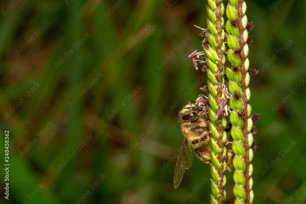 Bee drinking/looking for nectar off of a green plant with tiny purple flowers. Curious honey Bee is hiding behind a plant and doing peek a boo. Bee drinking/looking for nectar off of a green plant with tiny purple flowers. Curious honey Bee is hiding behind a plant and doing peek a boo.