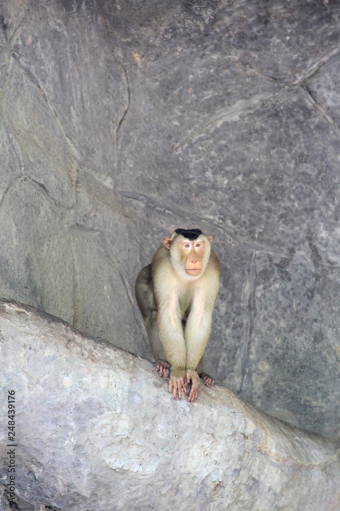 Monkey on rock Monkey on rock