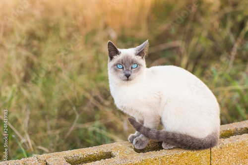 Fotografie, Obraz Pets and pedigree animals concept - Portrait of the siamese cat with blue eyes