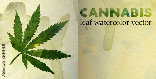 Marijuana leaf on the old watercolor paper. vector image