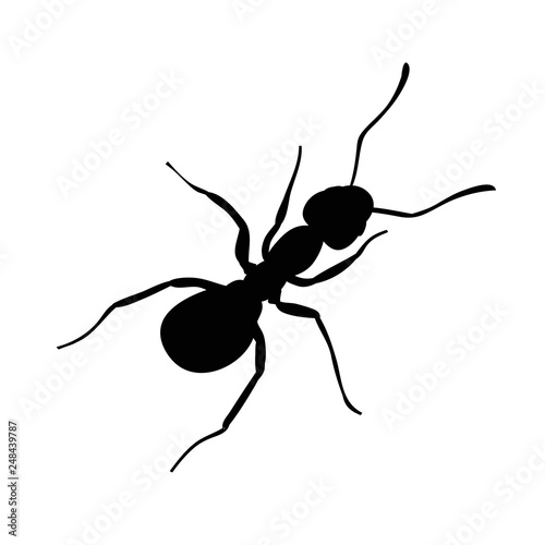 ant silhouette, insect, isolated