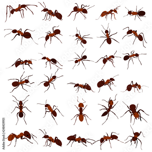 ant brown, insect, set, isolated, vector