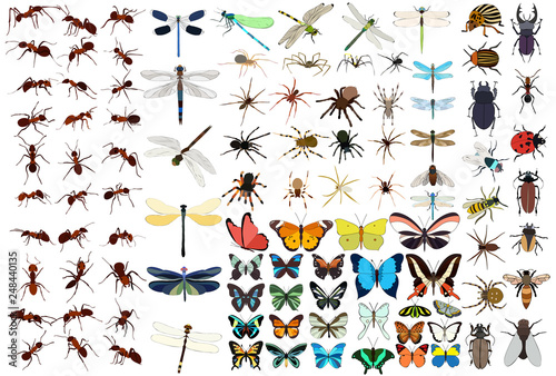 insect set, butterfly, ant, dragonfly, beetle vector