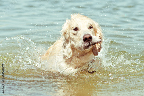  wet golden retriever shaking off water swimming in lake