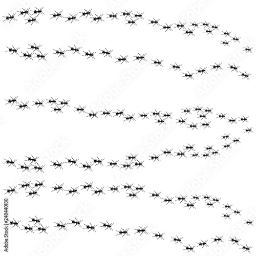 ant colony crawling, isolated