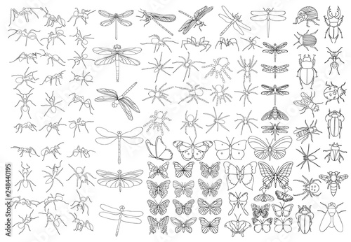set of sketches of insects, isolated, vector