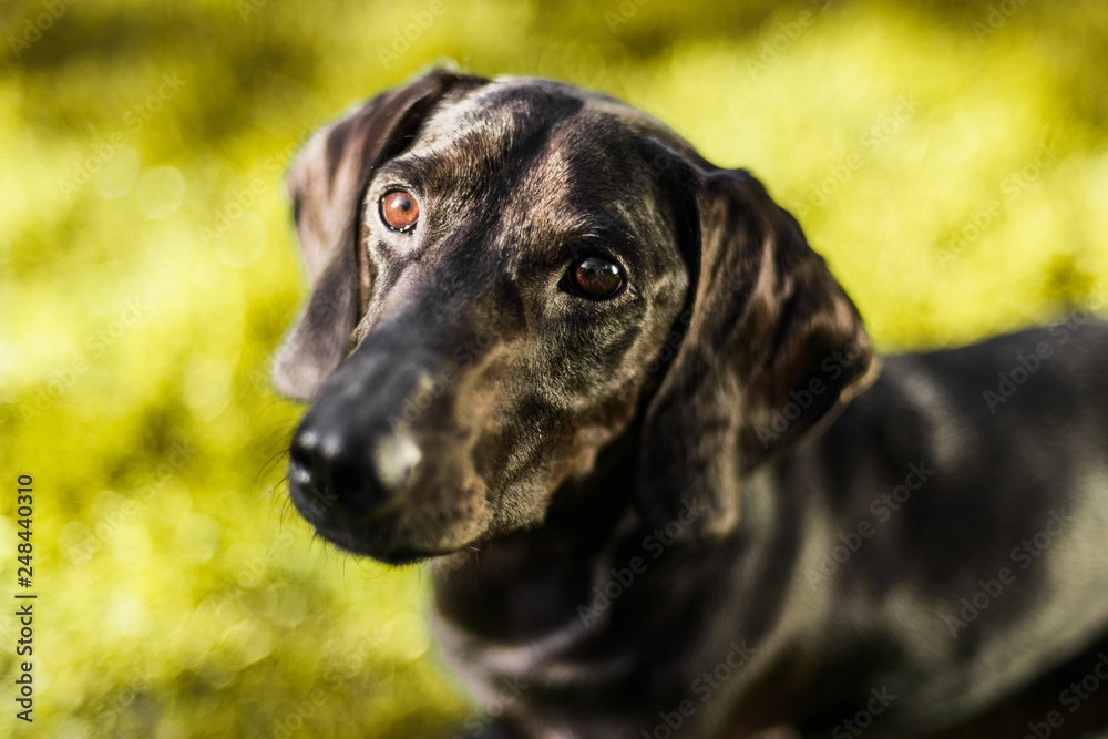 Cute attentive dachshund close up portrait