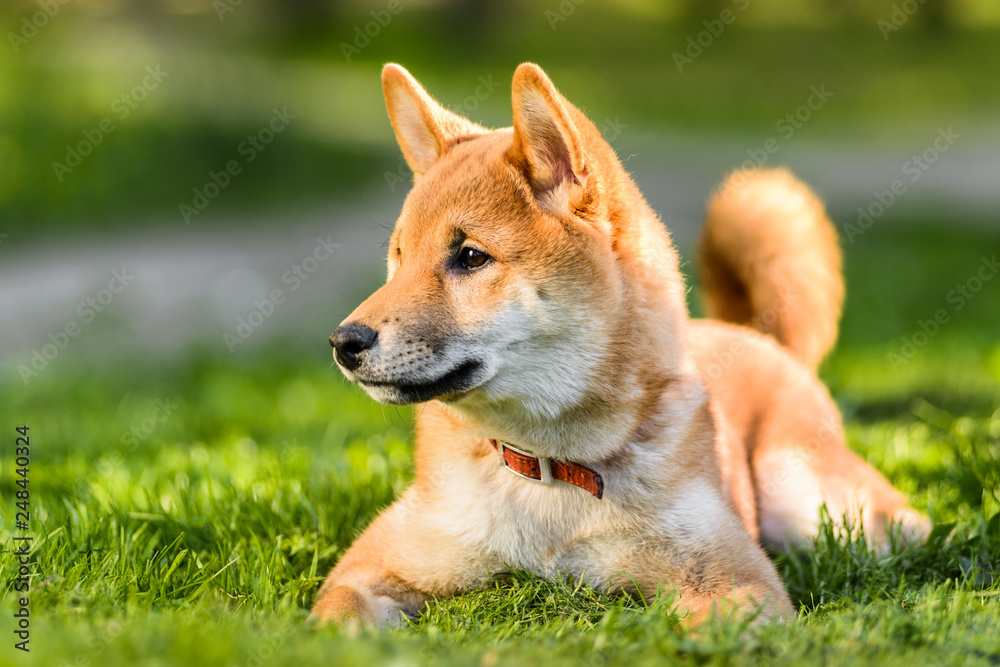 Profile portrait of Japanese Akita inu puppy lying on grass