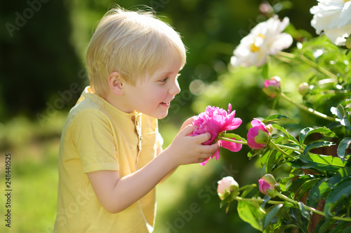 Cute little boy look at amazing purple and white peonies in sunny domestic garden