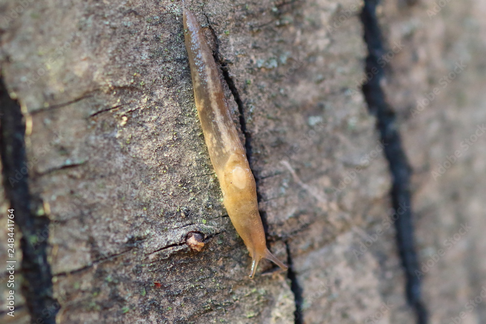 Snail downhill along a trunk Snail downhill along a trunk