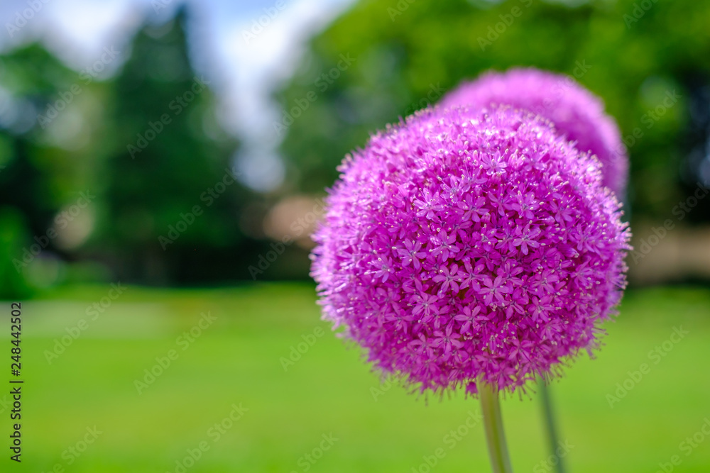 Obraz premium Fleurs d'ail géant (Allium giganteum) ensoleillée, gros plan au parc en été. 