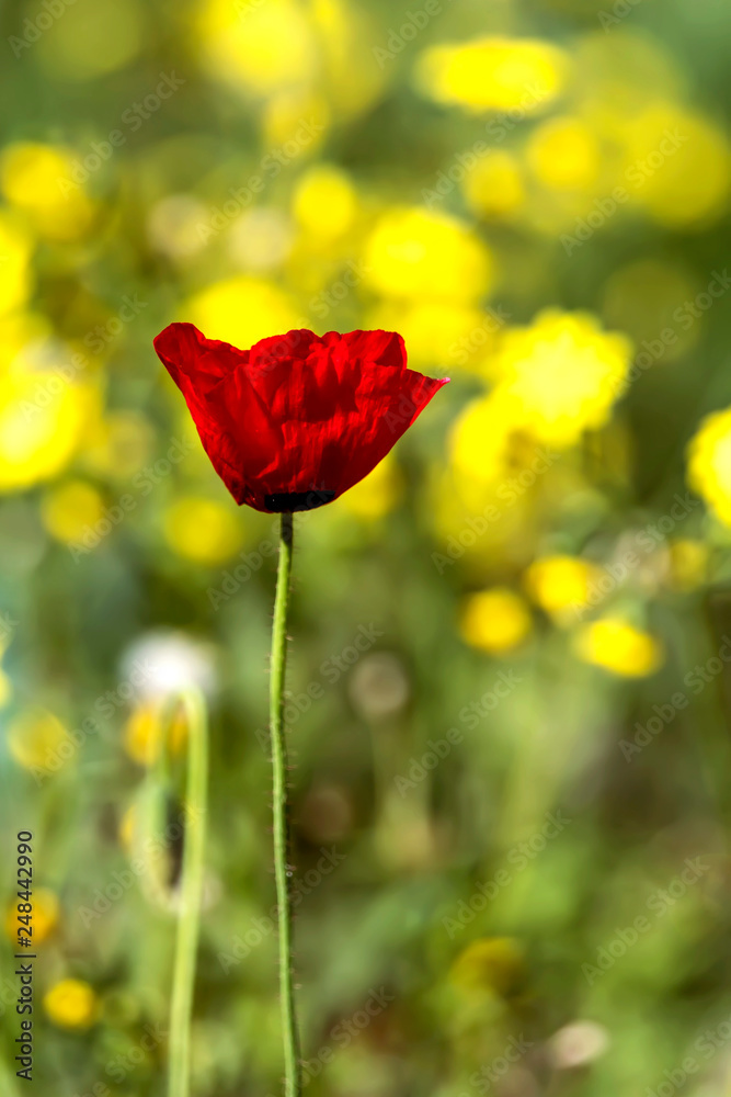 Red anemone close-up on a blurred background of yellow flowers Red anemone close-up on a blurred background of yellow flowers
