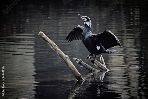 Cormorant © Bojan Bencic