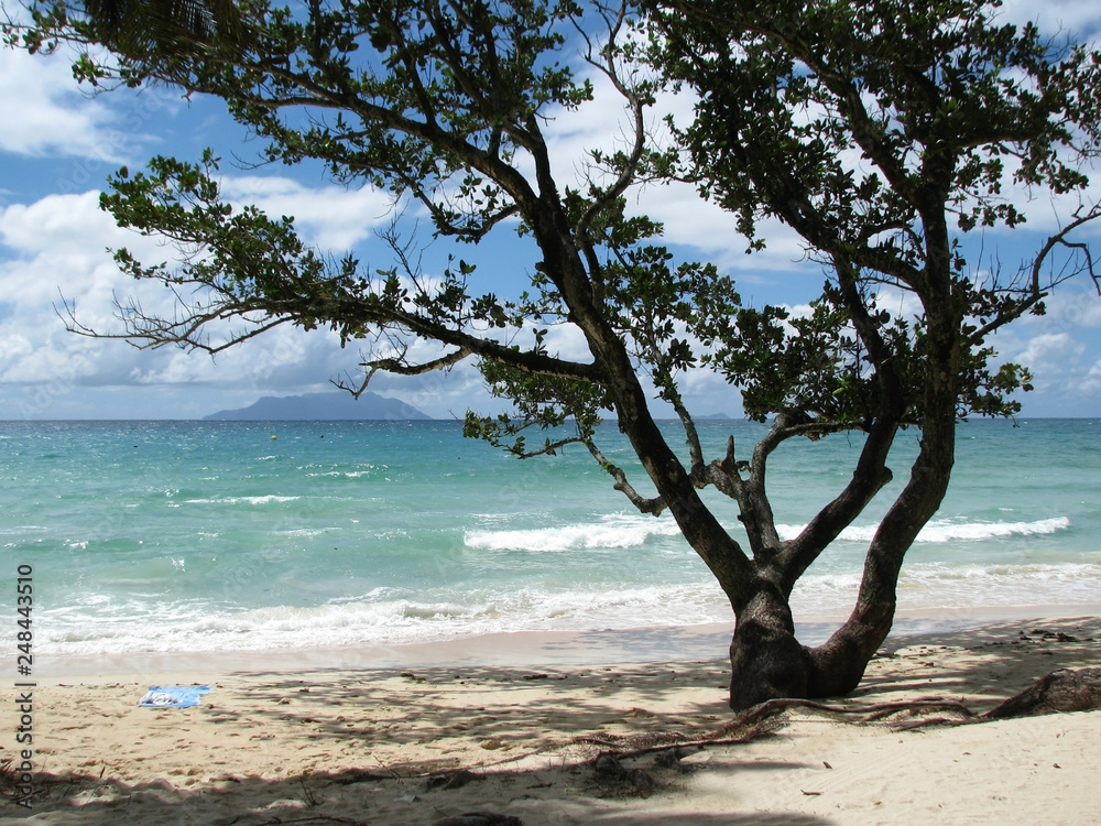 landscape with tropical trees on the beach by the ocean