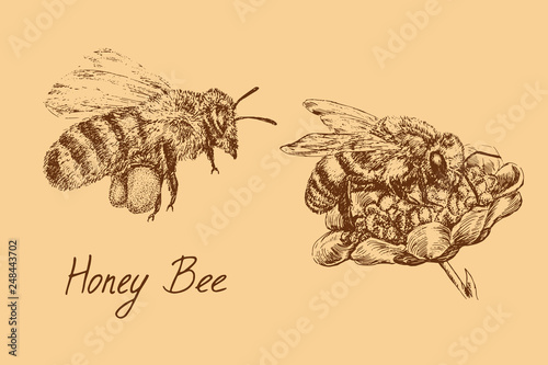 Honey bee worker flying with collected pollen and on flower, drawing set, hand drawn doodle, sketch, vector with inscription, warm colors palette, element for design