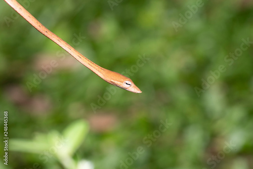 Oriental whip snake Ahaetulla prasina