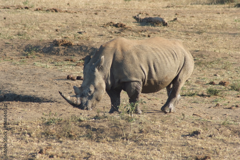 Obraz premium Rhyno, South Africa