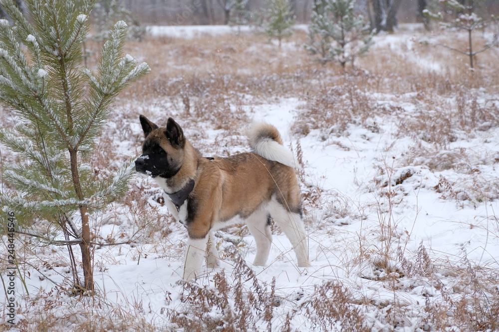 small dog puppy American Akita age 5 months for a walk in the park small dog puppy American Akita age 5 months for a walk in the park