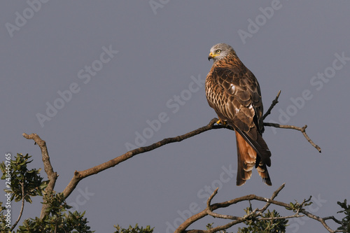 Roter Milan (Milvus milvus) - Red kite photo