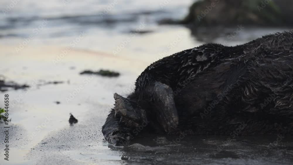 Close-Up: Tired Sea Otter Resting in the Wet Sand Next to Shoreline Close-Up: Tired Sea Otter Resting in the Wet Sand Next to Shoreline