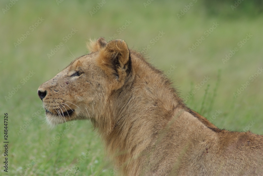 Lion in Kruger Park, South Africa Lion in Kruger Park, South Africa