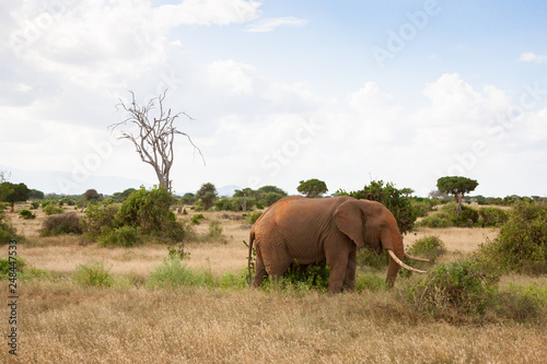 A big elephant in the grassland of the savannah